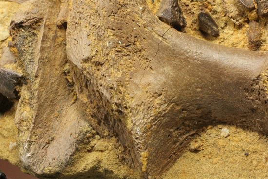 ザ・化石の発掘現場。エドモントサウルスのスラブ(その7)