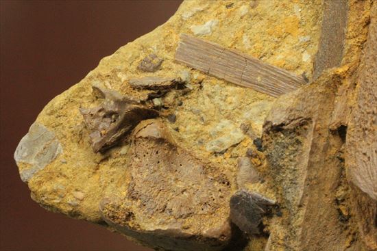 ザ・化石の発掘現場。エドモントサウルスのスラブ（その8）
