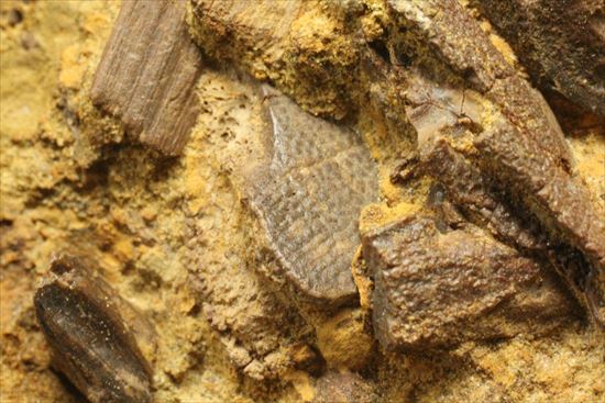 ザ・化石の発掘現場。エドモントサウルスのスラブ(その9)