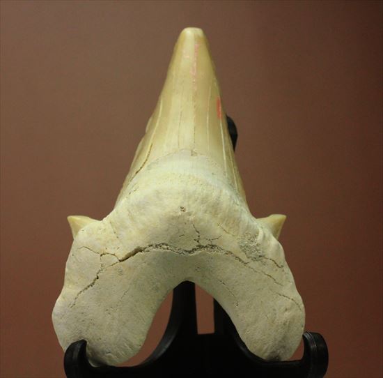 あの化物ザメ、メガロドンの祖先のサメの歯化石　ネズミザメの歯化石(Otodus obliqqus)（その1）