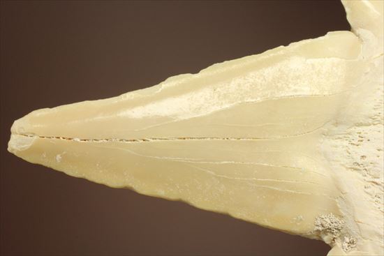 あの化物ザメ、メガロドンの祖先のサメの歯化石　ネズミザメの歯化石(Otodus obliqqus)（その10）