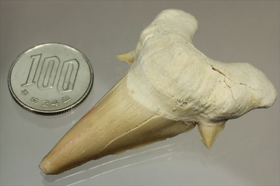 あの化物ザメ、メガロドンの祖先のサメの歯化石　ネズミザメの歯化石(Otodus obliqqus)（その11）
