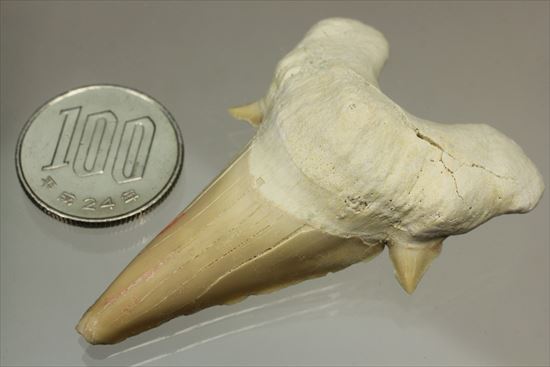 化石ガチャ レア含む4個セット スピノサウルスの歯