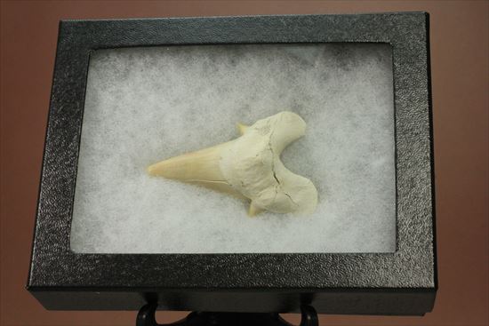 あの化物ザメ、メガロドンの祖先のサメの歯化石　ネズミザメの歯化石(Otodus obliqqus)（その12）
