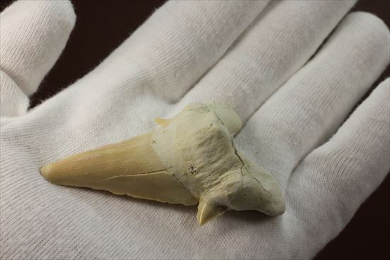 あの化物ザメ、メガロドンの祖先のサメの歯化石　ネズミザメの歯化石(Otodus obliqqus)（その3）
