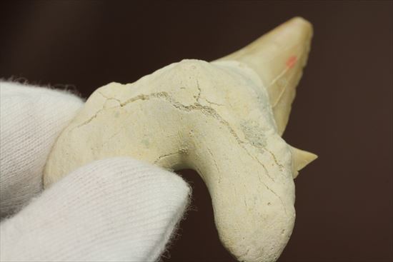 あの化物ザメ、メガロドンの祖先のサメの歯化石　ネズミザメの歯化石(Otodus obliqqus)（その5）