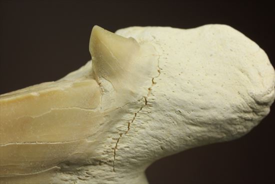 あの化物ザメ、メガロドンの祖先のサメの歯化石　ネズミザメの歯化石(Otodus obliqqus)（その8）