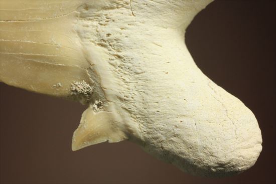 あの化物ザメ、メガロドンの祖先のサメの歯化石　ネズミザメの歯化石(Otodus obliqqus)（その9）