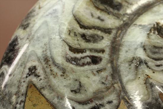 古いタイプのアンモナイトの仲間、ゴニアタイトの両面ポリッシュ標本（その16）