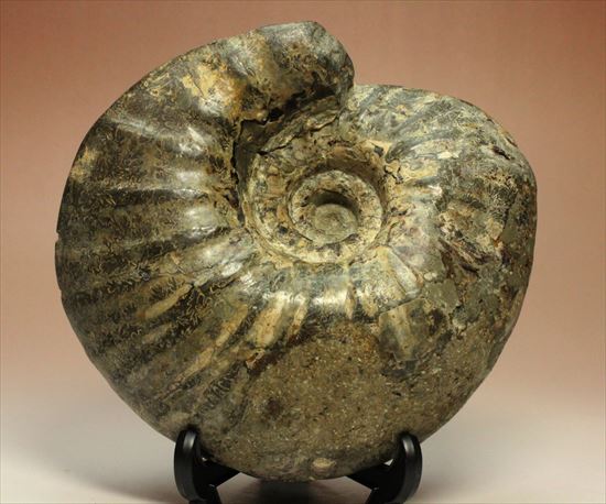 牧歌的で朴訥とした味わいのある白亜紀アンモナイト(ammonite)（その1）