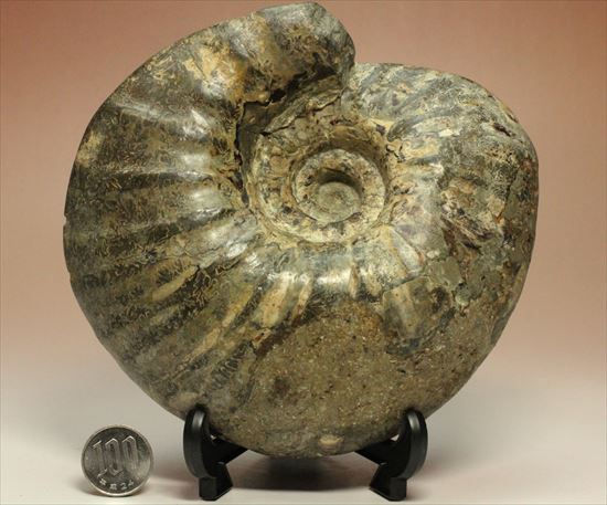 牧歌的で朴訥とした味わいのある白亜紀アンモナイト(ammonite)（その10）