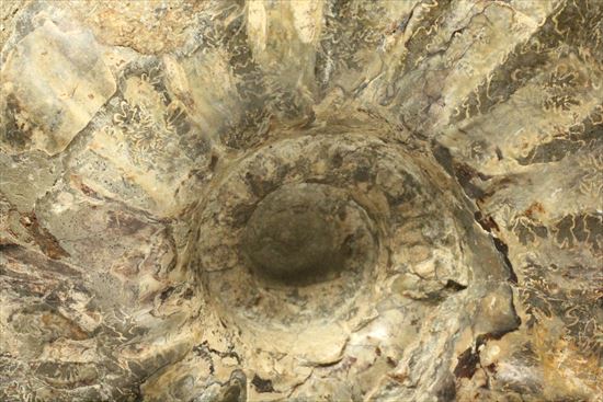 牧歌的で朴訥とした味わいのある白亜紀アンモナイト(ammonite)（その3）