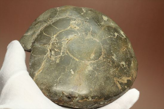 牧歌的で朴訥とした味わいのある白亜紀アンモナイト(ammonite)（その8）