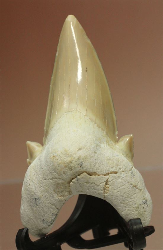 あの化物ザメ、メガロドンの祖先のサメの歯化石　ネズミザメの歯化石(Otodus obliqqus)（その1）