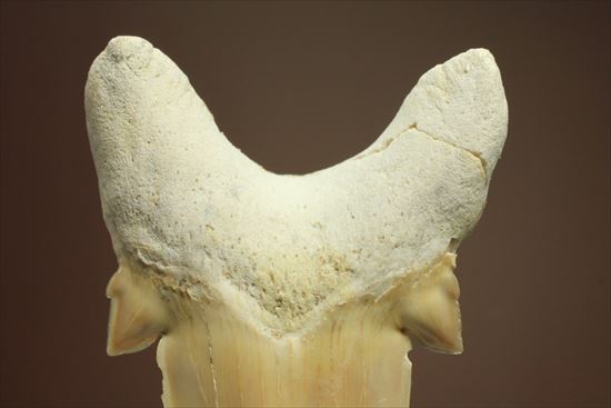あの化物ザメ、メガロドンの祖先のサメの歯化石　ネズミザメの歯化石(Otodus obliqqus)（その10）