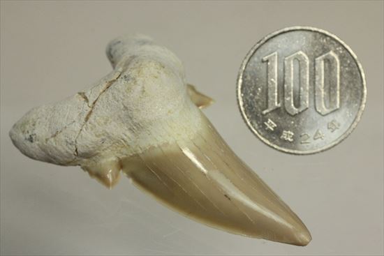 あの化物ザメ、メガロドンの祖先のサメの歯化石　ネズミザメの歯化石(Otodus obliqqus)（その13）