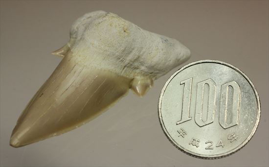 あの化物ザメ、メガロドンの祖先のサメの歯化石　ネズミザメの歯化石(Otodus obliqqus)（その14）