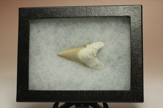 あの化物ザメ、メガロドンの祖先のサメの歯化石　ネズミザメの歯化石(Otodus obliqqus)（その2）