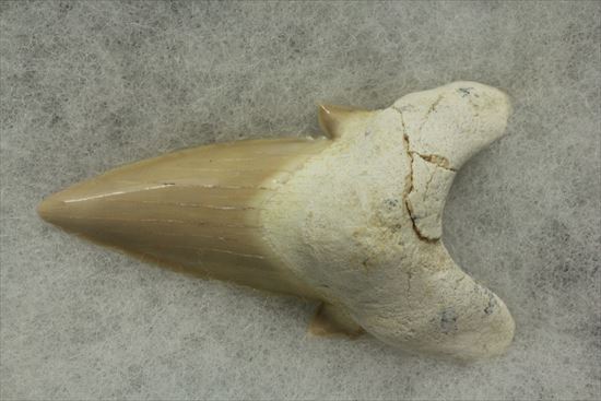 あの化物ザメ、メガロドンの祖先のサメの歯化石　ネズミザメの歯化石(Otodus obliqqus)（その3）