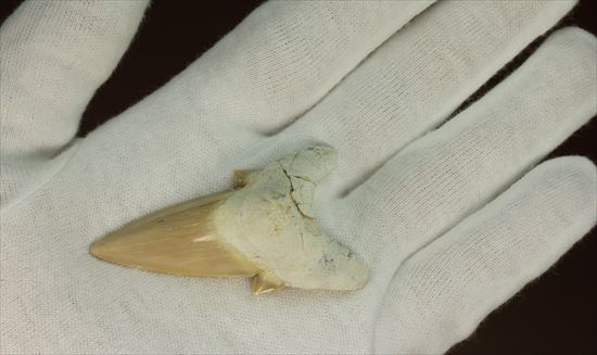 あの化物ザメ、メガロドンの祖先のサメの歯化石　ネズミザメの歯化石(Otodus obliqqus)（その4）