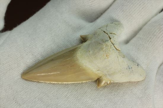あの化物ザメ、メガロドンの祖先のサメの歯化石　ネズミザメの歯化石(Otodus obliqqus)（その5）