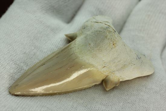 あの化物ザメ、メガロドンの祖先のサメの歯化石　ネズミザメの歯化石(Otodus obliqqus)（その6）