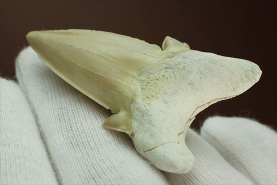 あの化物ザメ、メガロドンの祖先のサメの歯化石　ネズミザメの歯化石(Otodus obliqqus)（その7）