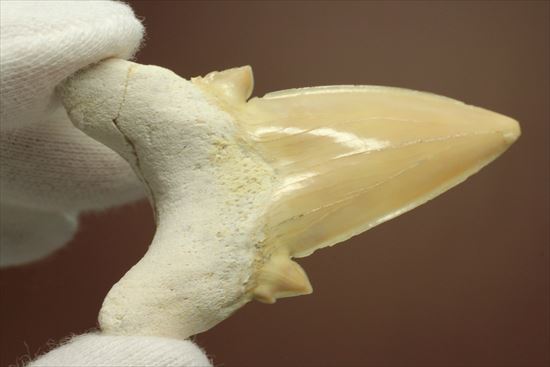 あの化物ザメ、メガロドンの祖先のサメの歯化石　ネズミザメの歯化石(Otodus obliqqus)（その8）