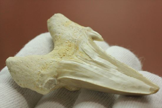 大きい！あの化物ザメ、メガロドンの祖先のサメの歯化石　ネズミザメの歯化石(Otodus obliqqus)（その1）