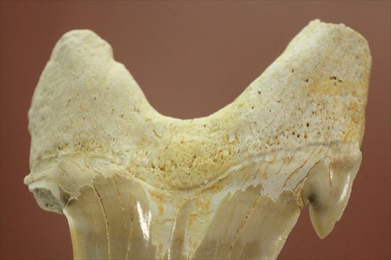 大きい！あの化物ザメ、メガロドンの祖先のサメの歯化石　ネズミザメの歯化石(Otodus obliqqus)（その10）