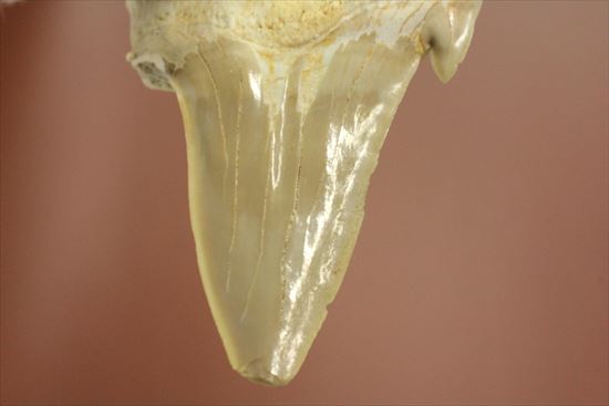 大きい！あの化物ザメ、メガロドンの祖先のサメの歯化石　ネズミザメの歯化石(Otodus obliqqus)（その11）