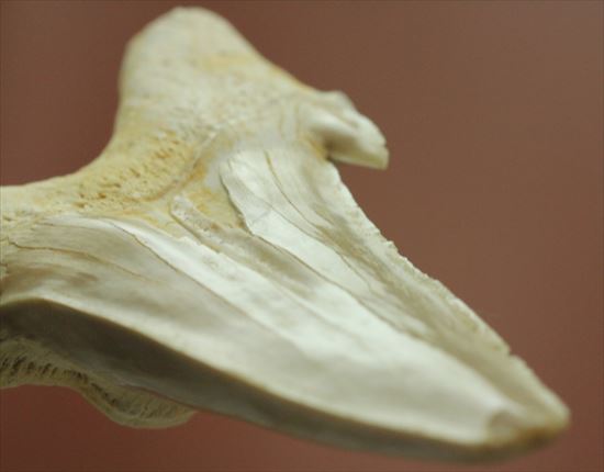 大きい！あの化物ザメ、メガロドンの祖先のサメの歯化石　ネズミザメの歯化石(Otodus obliqqus)（その12）