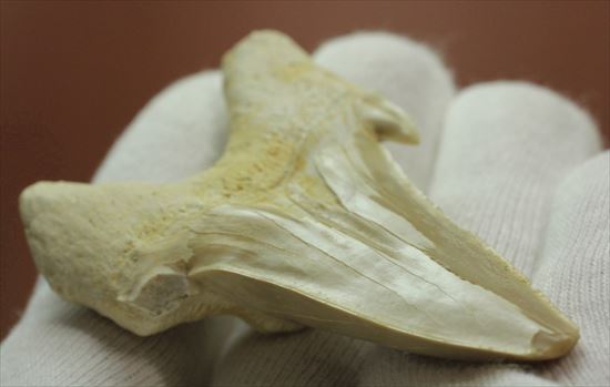 大きい！あの化物ザメ、メガロドンの祖先のサメの歯化石　ネズミザメの歯化石(Otodus obliqqus)（その14）