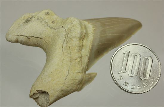 大きい！あの化物ザメ、メガロドンの祖先のサメの歯化石　ネズミザメの歯化石(Otodus obliqqus)（その15）