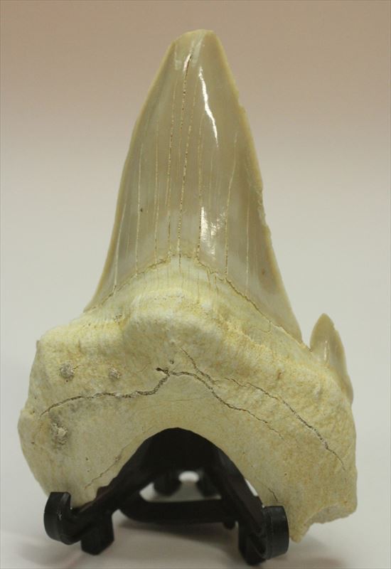 大きい！あの化物ザメ、メガロドンの祖先のサメの歯化石　ネズミザメの歯化石(Otodus obliqqus)（その16）