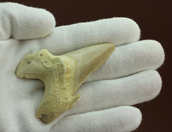 大きい！あの化物ザメ、メガロドンの祖先のサメの歯化石　ネズミザメの歯化石(Otodus obliqqus)（その2）