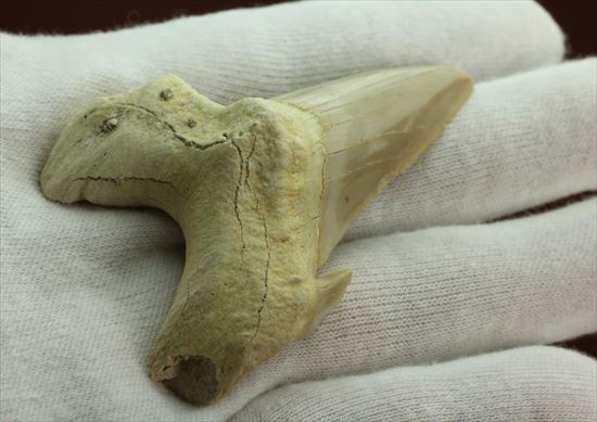 大きい！あの化物ザメ、メガロドンの祖先のサメの歯化石　ネズミザメの歯化石(Otodus obliqqus)（その3）