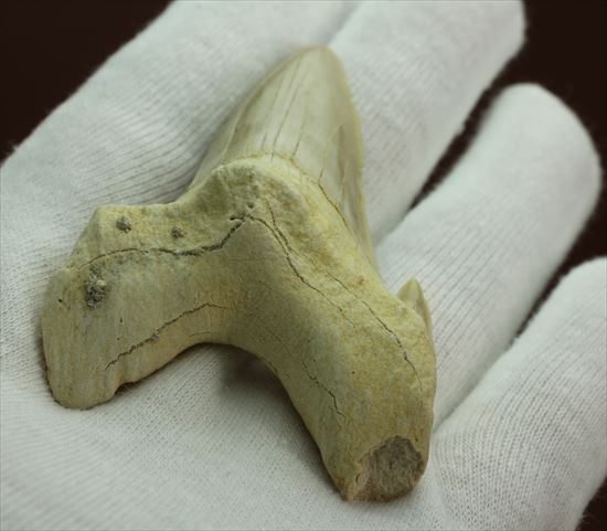 大きい！あの化物ザメ、メガロドンの祖先のサメの歯化石　ネズミザメの歯化石(Otodus obliqqus)（その4）
