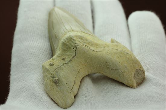 大きい！あの化物ザメ、メガロドンの祖先のサメの歯化石　ネズミザメの歯化石(Otodus obliqqus)（その5）