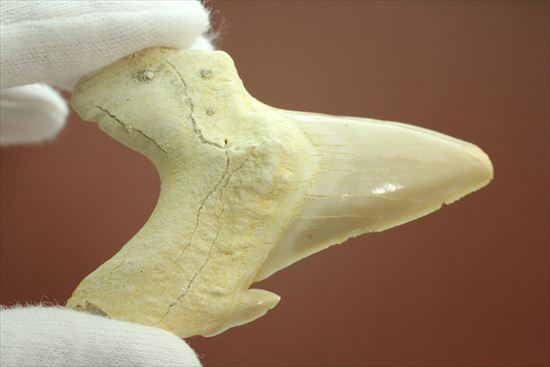 大きい！あの化物ザメ、メガロドンの祖先のサメの歯化石　ネズミザメの歯化石(Otodus obliqqus)（その6）
