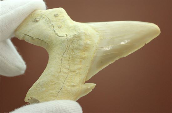 大きい！あの化物ザメ、メガロドンの祖先のサメの歯化石　ネズミザメの歯化石(Otodus obliqqus)（その7）