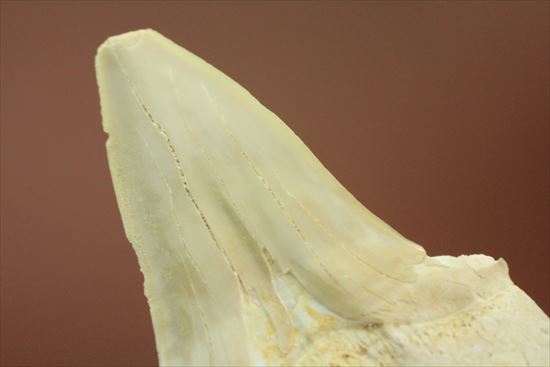 大きい！あの化物ザメ、メガロドンの祖先のサメの歯化石　ネズミザメの歯化石(Otodus obliqqus)（その8）
