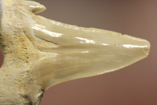 大きい！あの化物ザメ、メガロドンの祖先のサメの歯化石　ネズミザメの歯化石(Otodus obliqqus)（その9）