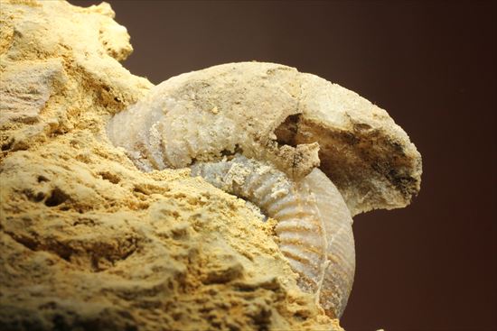 フランス産ジュラ紀のアンモナイト(Ammonite)（その11）