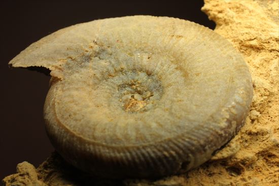 フランス産ジュラ紀のアンモナイト(Ammonite)（その13）