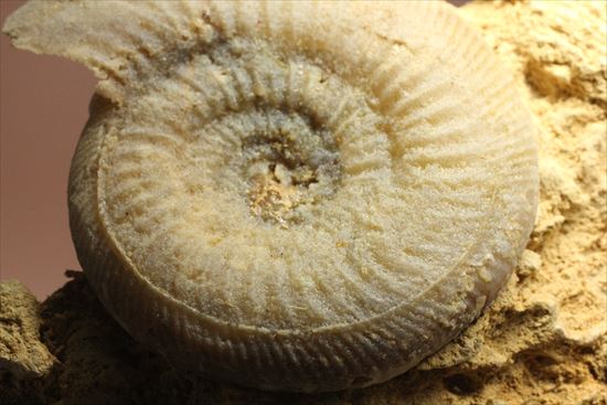 フランス産ジュラ紀のアンモナイト(Ammonite)（その4）