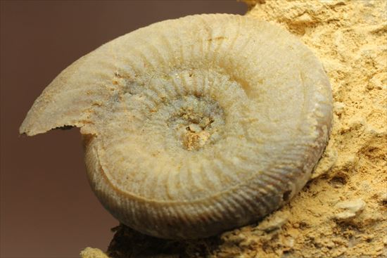 フランス産ジュラ紀のアンモナイト(Ammonite)（その7）
