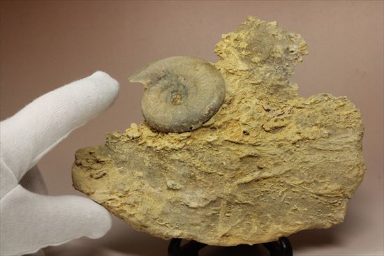 フランス産ジュラ紀のアンモナイト(Ammonite)（その8）