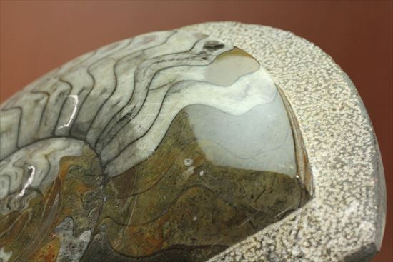 大きい！母岩を美しくカットした、立派なゴニアタイト(goniatite)（その3）