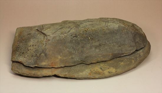 レア!石炭紀の植物化石(ノジュールでネガポジあり)(その2)